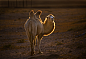 沙漠骆驼单职业第三季,程科和沙漠骆驼有啥关系